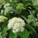 Cornus amomum fleur P1D P2C